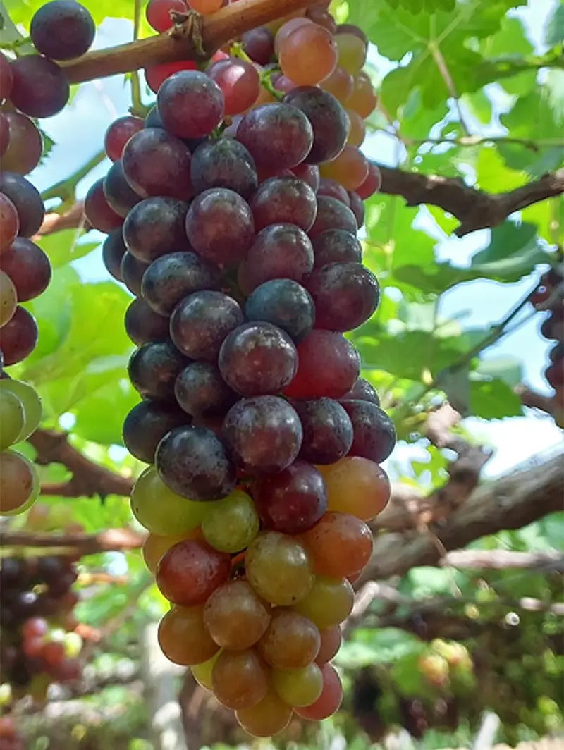 Uvas com Fruter no início de amolecimento e maturação, terceira aplicação