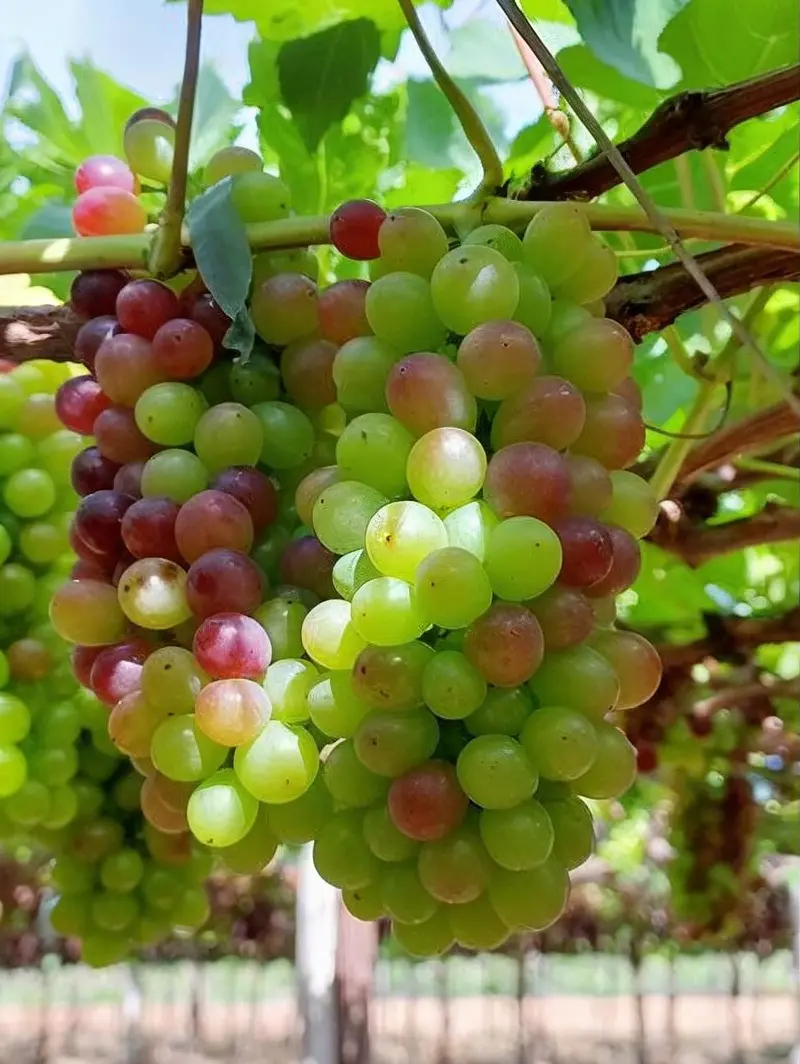 Uvas sem Fruter no início de amolecimento, segunda aplicação